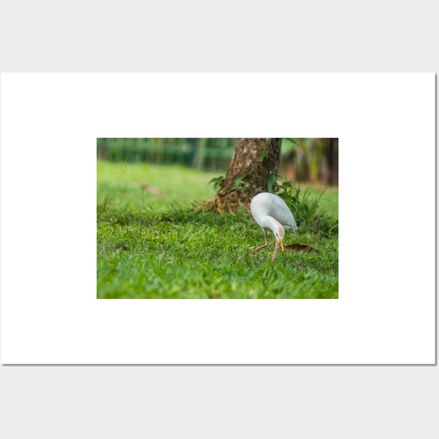 Cattle Egret 4 Wall Art by KensLensDesigns